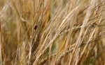 Ladybug on Grain