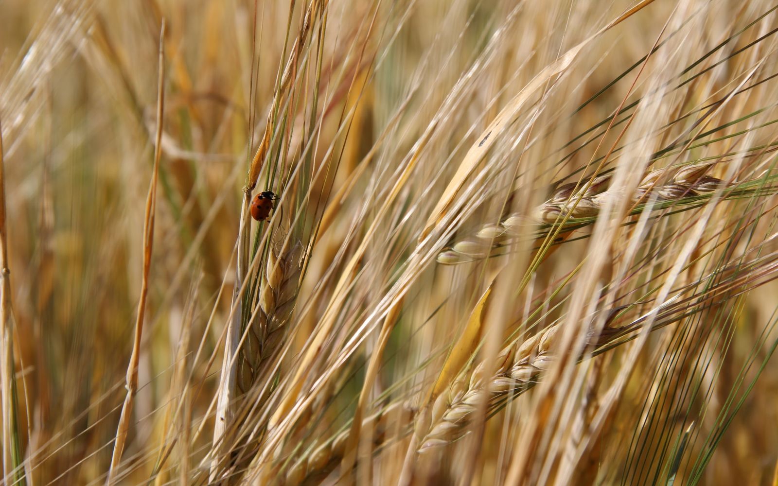 Ladybug on Grain