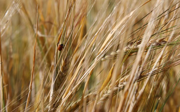 Ladybug on Grain