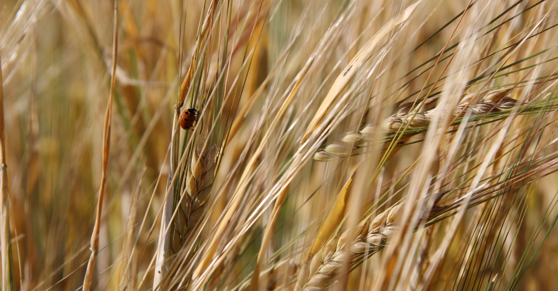 Ladybug on Grain